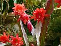 Red Hybrid Orchid Cactus